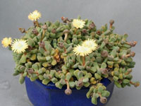 Aloinopsis luckhoffii